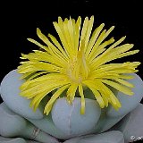 Lapidaria margaretae ©JLcoll.2302.jpg